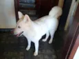 Buma - Akita Inu