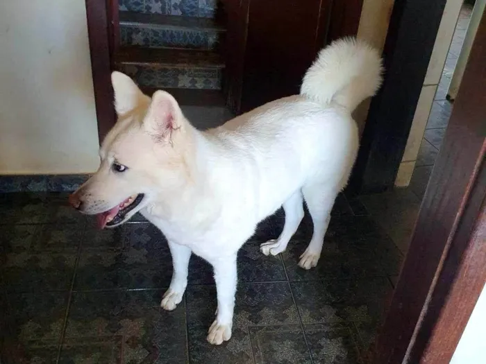 Cachorro ra a Akita Inu idade 6 ou mais anos nome Buma - Akita Inu