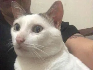 Gato raça SRD-ViraLata idade 6 ou mais anos nome Gathu