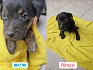 Cachorro raça SRD-ViraLata idade Abaixo de 2 meses nome Bebes