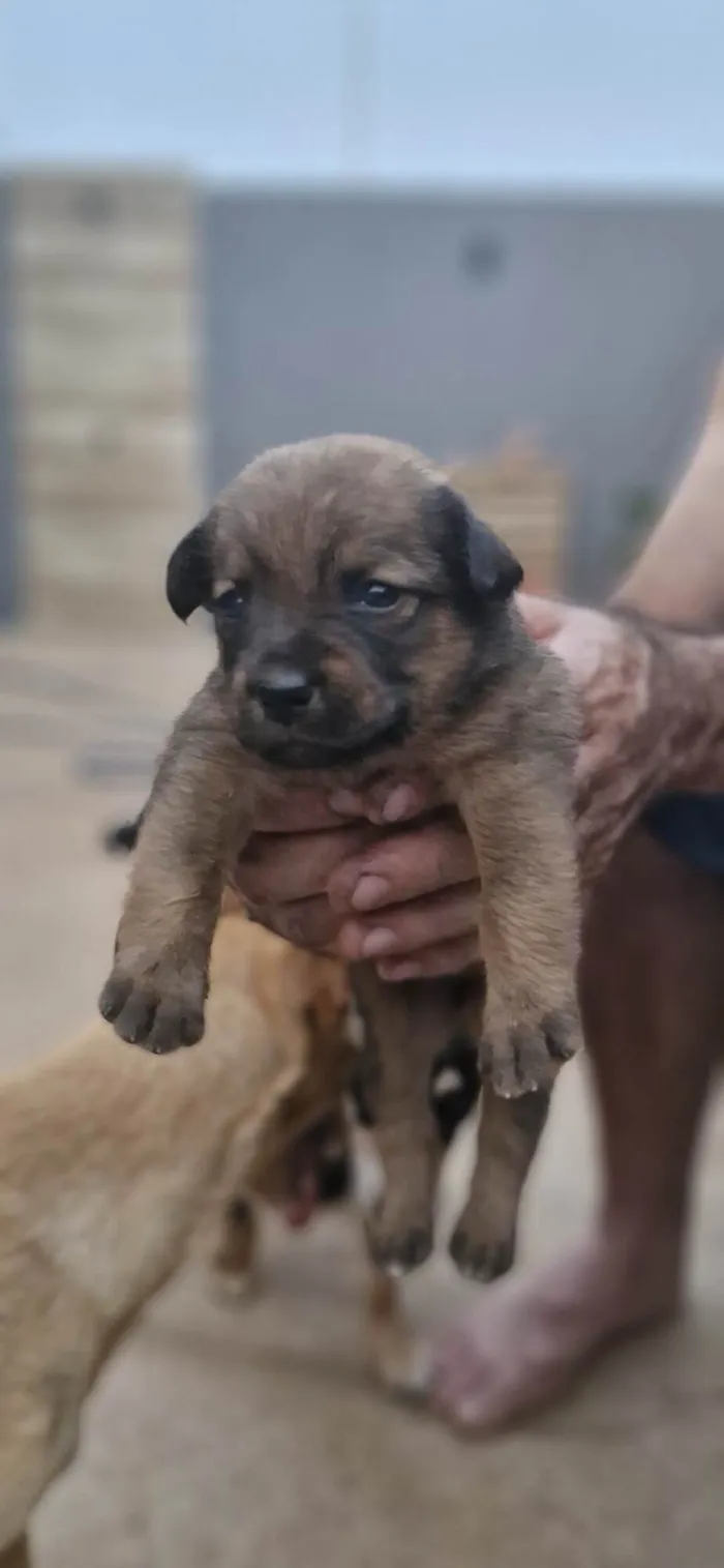 Cachorro ra a SRD-ViraLata idade Abaixo de 2 meses nome Ulli