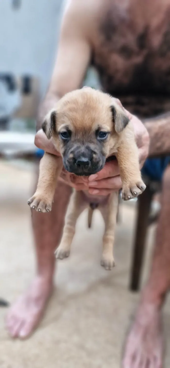 Cachorro ra a SRD-ViraLata idade Abaixo de 2 meses nome Ulli