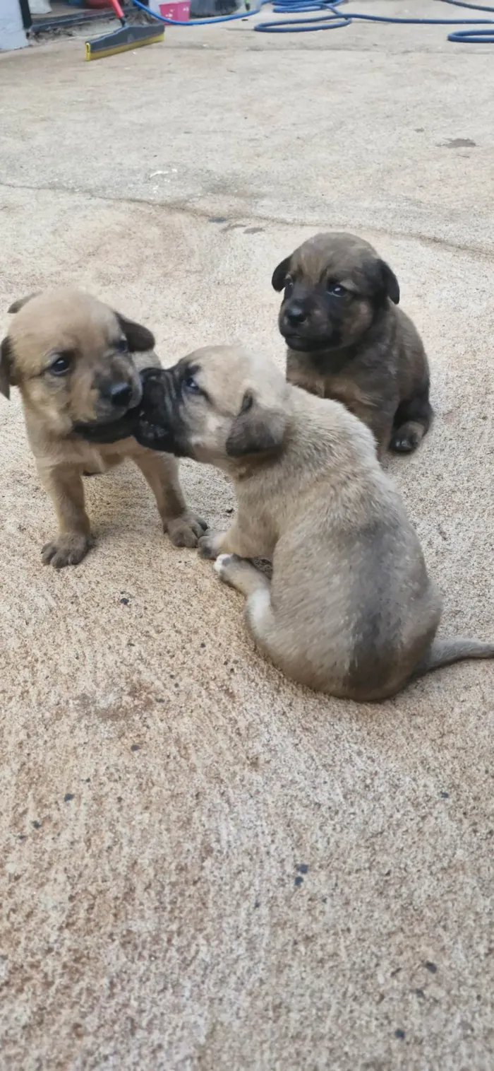 Cachorro ra a SRD-ViraLata idade Abaixo de 2 meses nome Ulli