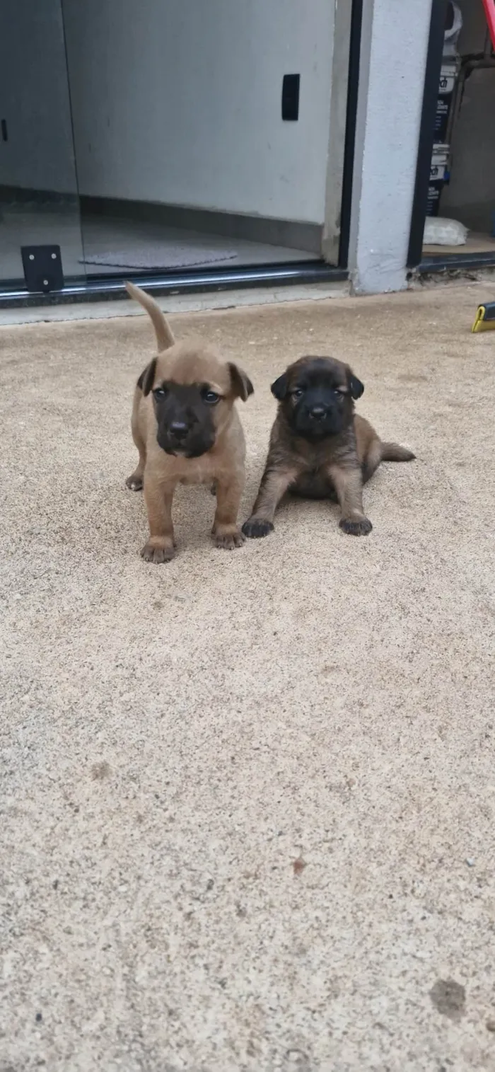 Cachorro ra a SRD-ViraLata idade Abaixo de 2 meses nome Ulli