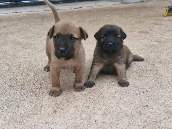 Cachorro ra a SRD-ViraLata idade Abaixo de 2 meses nome Ulli