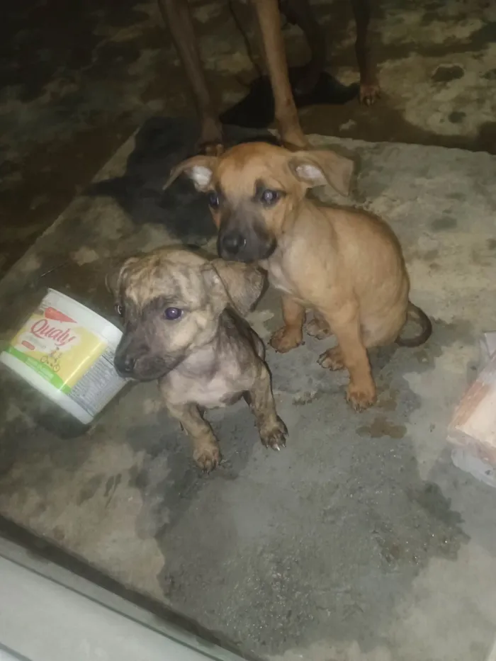 Cachorro ra a SRD-ViraLata idade 2 a 6 meses nome Bela