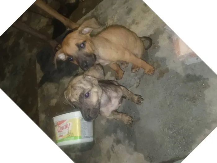 Cachorro ra a SRD-ViraLata idade 2 a 6 meses nome Bela