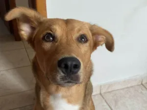 Cachorro raça SRD-ViraLata idade 1 ano nome Scooby