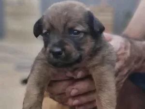 Cachorro raça SRD-ViraLata idade Abaixo de 2 meses nome Ulli