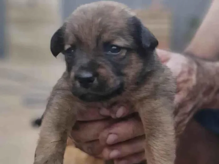 Cachorro ra a SRD-ViraLata idade Abaixo de 2 meses nome Ulli