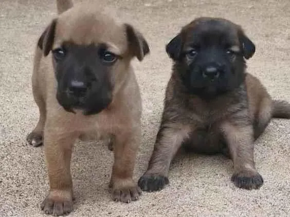 Cachorro ra a SRD-ViraLata idade Abaixo de 2 meses nome Ulli