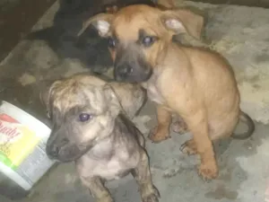 Cachorro raça SRD-ViraLata idade 2 a 6 meses nome Bela