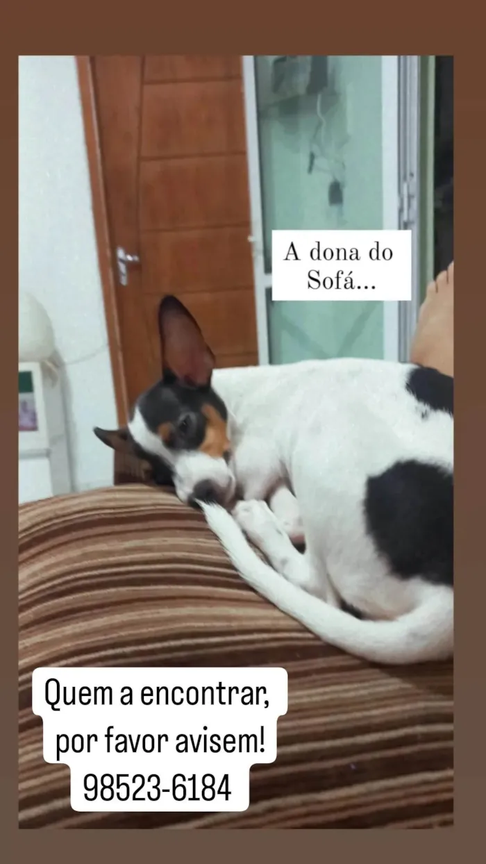 Cachorro ra a Fox Terrier idade 2 a 6 meses nome PAÇOCA 