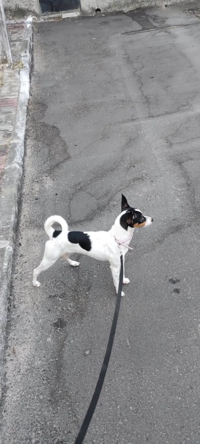 Cachorro ra a Fox Terrier idade 2 a 6 meses nome PAÇOCA 