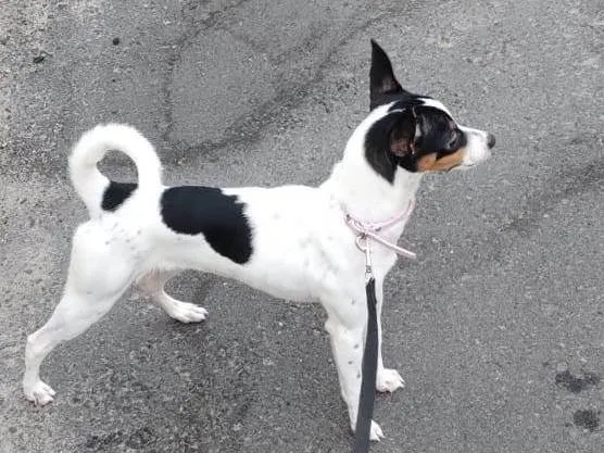 Cachorro ra a Fox Terrier idade 2 a 6 meses nome PAÇOCA 