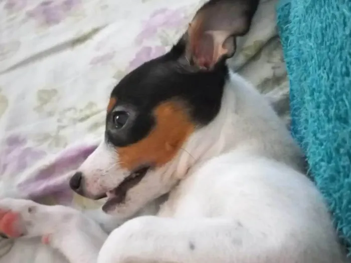 Cachorro ra a Fox Terrier idade 2 a 6 meses nome PAÇOCA 