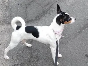 Cachorro raça Fox Terrier idade 2 a 6 meses nome PAÇOCA 