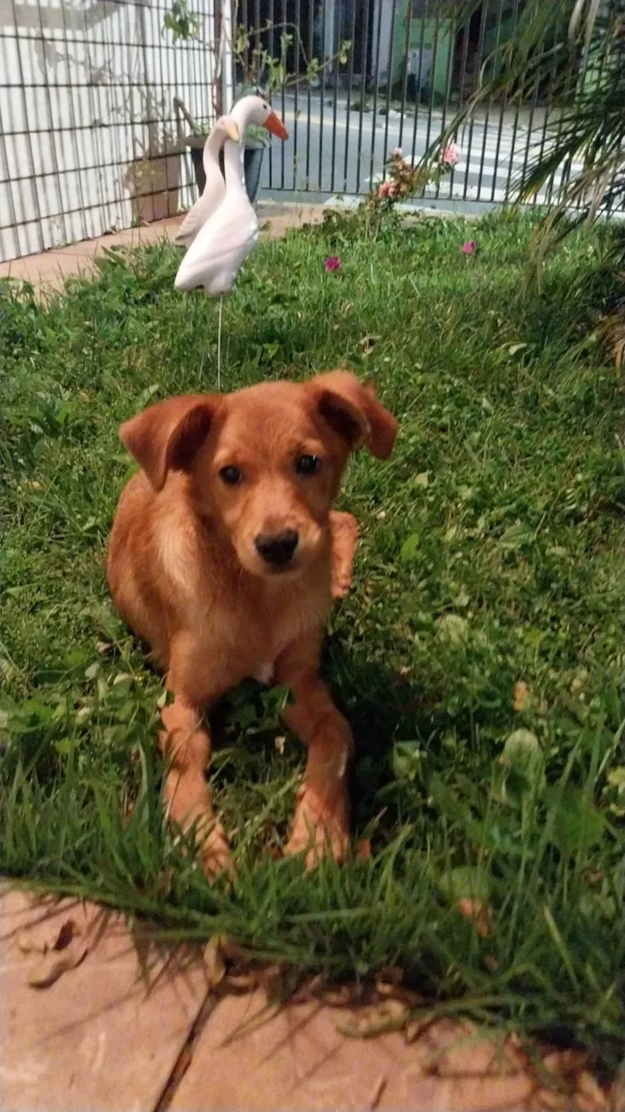 Cachorro ra a SRD-ViraLata idade 1 ano nome sem nome 