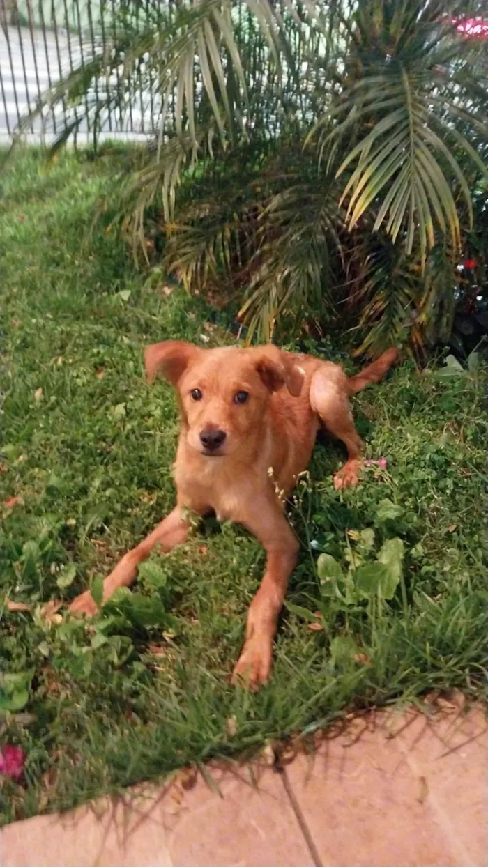 Cachorro ra a SRD-ViraLata idade 1 ano nome sem nome 