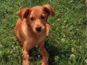 Cachorro raça SRD-ViraLata idade 1 ano nome sem nome 