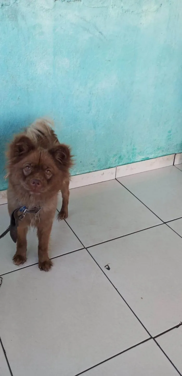 Cachorro ra a Chow Chow idade 5 anos nome Maya