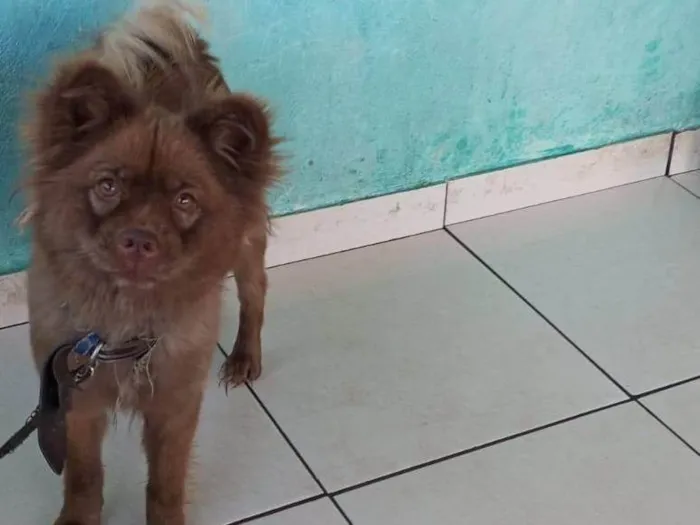 Cachorro ra a Chow Chow idade 5 anos nome Maya