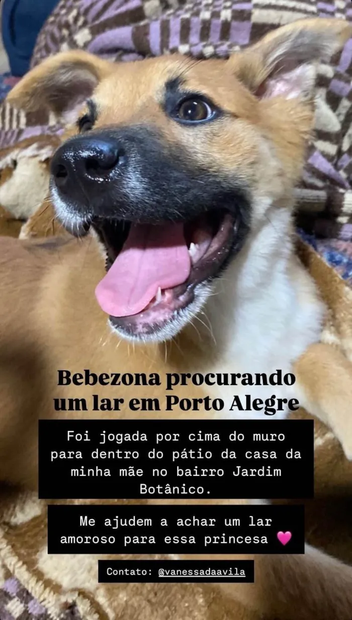 Cachorro ra a SRD-ViraLata idade 2 a 6 meses nome Alice