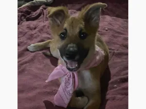 Cachorro raça SRD-ViraLata idade 2 a 6 meses nome Alice