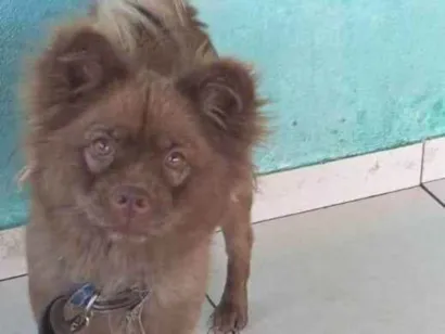 Cachorro raça Chow Chow idade 5 anos nome Maya