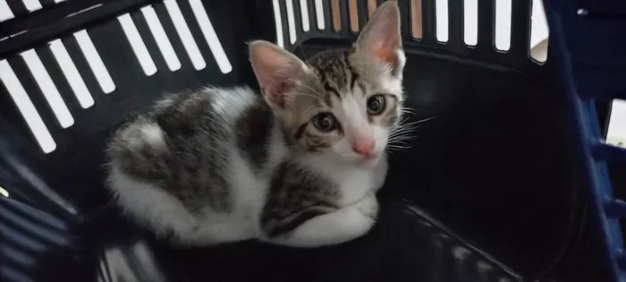 Gato ra a SRD-ViraLata idade Abaixo de 2 meses nome Flocos