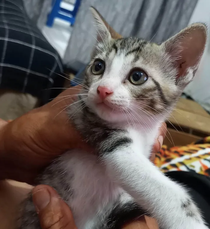 Gato ra a SRD-ViraLata idade Abaixo de 2 meses nome Flocos