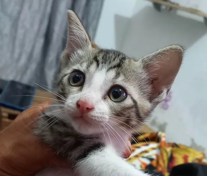 Gato ra a SRD-ViraLata idade Abaixo de 2 meses nome Flocos