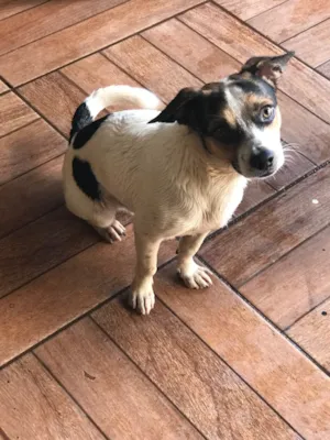 Cachorro raça SRD-ViraLata idade 1 ano nome Apollo