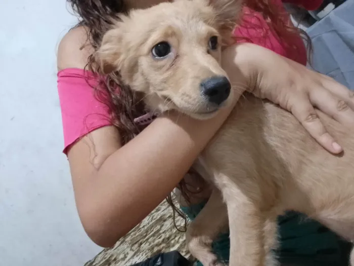 Cachorro ra a Poodle idade 2 a 6 meses nome LoLa