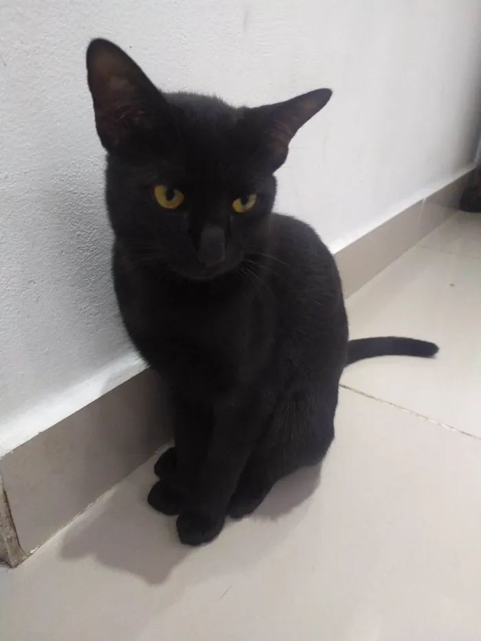 Gato ra a SRD-ViraLata idade 7 a 11 meses nome Ele não tem 