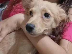 Cachorro raça Poodle idade 2 a 6 meses nome LoLa