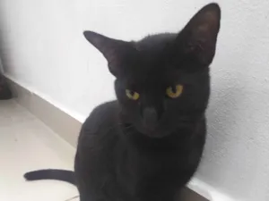 Gato raça SRD-ViraLata idade 7 a 11 meses nome Ele não tem 