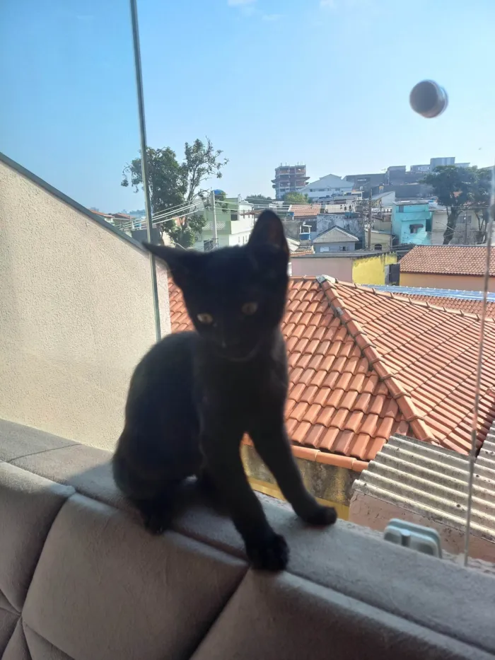 Gato ra a SRD-ViraLata idade 2 a 6 meses nome Espanto