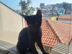 Gato raça SRD-ViraLata idade 2 a 6 meses nome Espanto