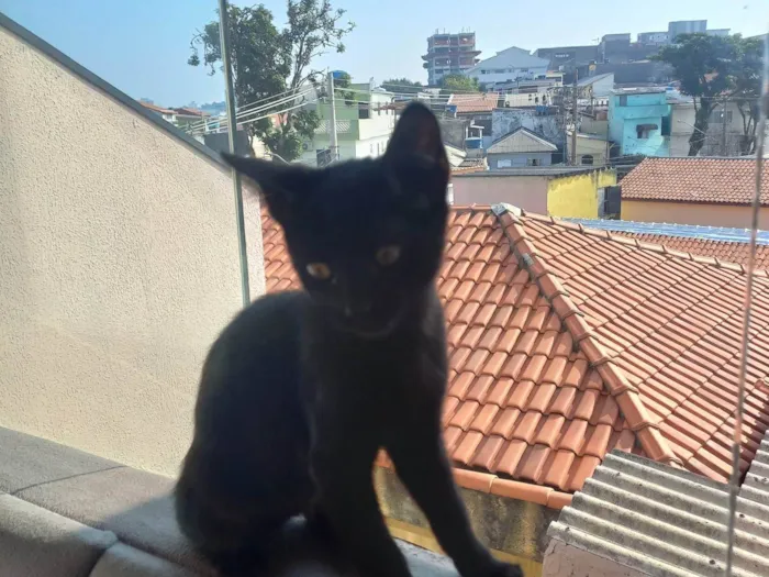 Gato ra a SRD-ViraLata idade 2 a 6 meses nome Espanto