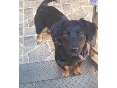 Cachorro raça SRD-ViraLata idade 1 ano nome Mileide