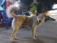 Cão Branco Lobinho