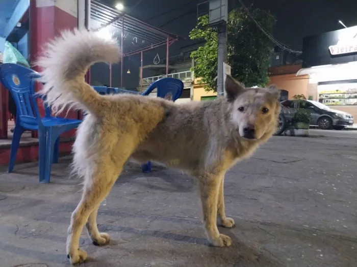 Cachorro ra a SRD-ViraLata idade 1 ano nome Cão Branco Lobinho