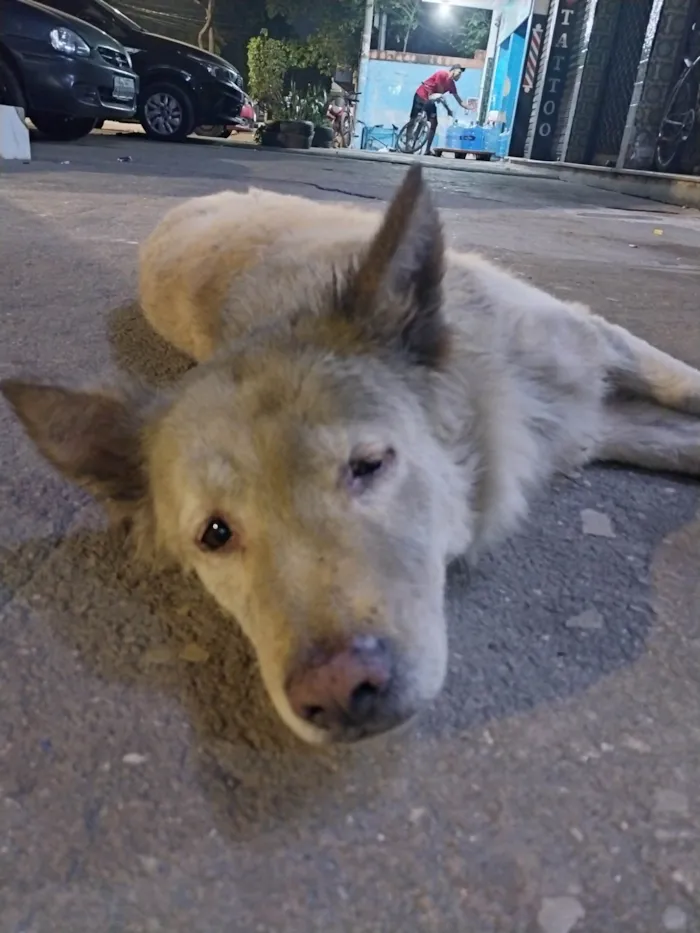 Cachorro ra a SRD-ViraLata idade 1 ano nome Cão Branco Lobinho