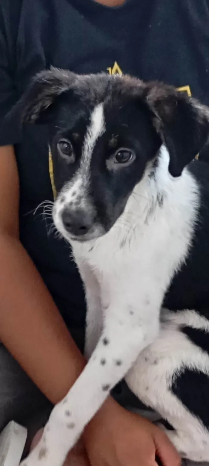 Cachorro ra a SRD-ViraLata idade 2 a 6 meses nome Max