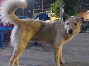 Cachorro raça SRD-ViraLata idade 1 ano nome Cão Branco Lobinho