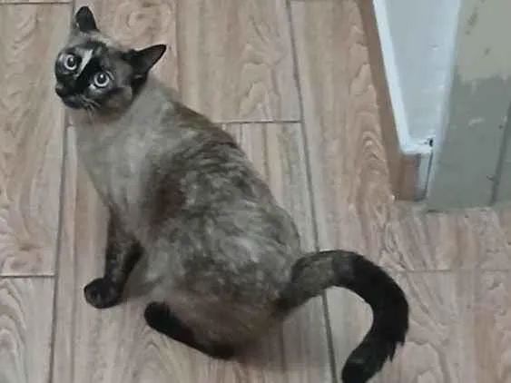 Gato ra a Siamês idade 7 a 11 meses nome Magali 