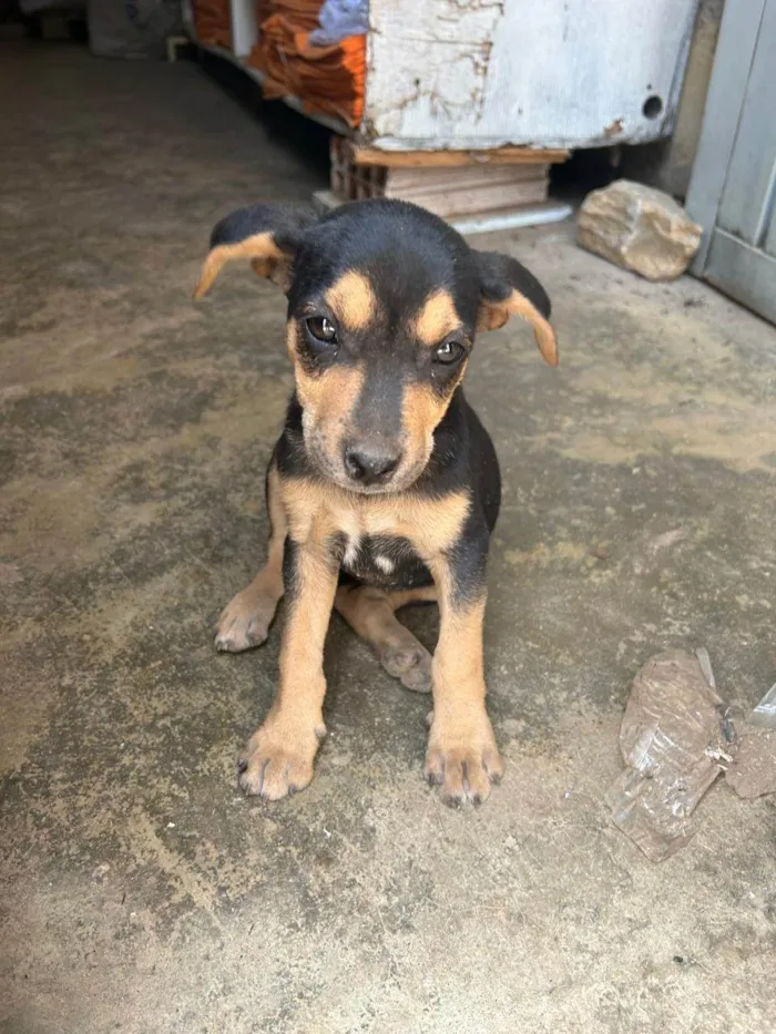 Cachorro ra a SRD-ViraLata idade 2 a 6 meses nome Mel,belinha e bob