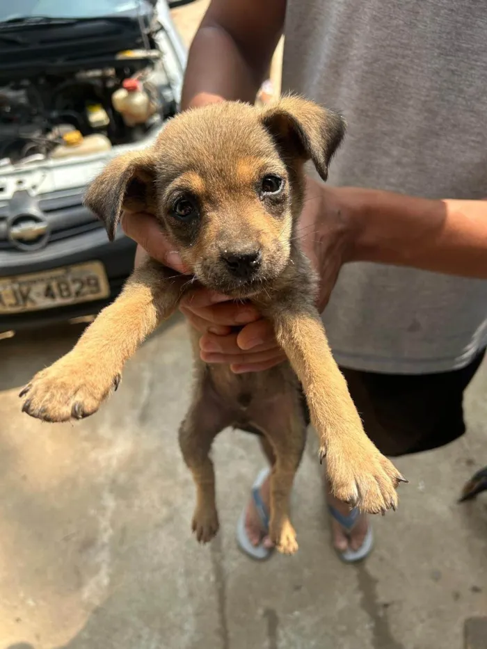 Cachorro ra a SRD-ViraLata idade 2 a 6 meses nome Mel,belinha e bob