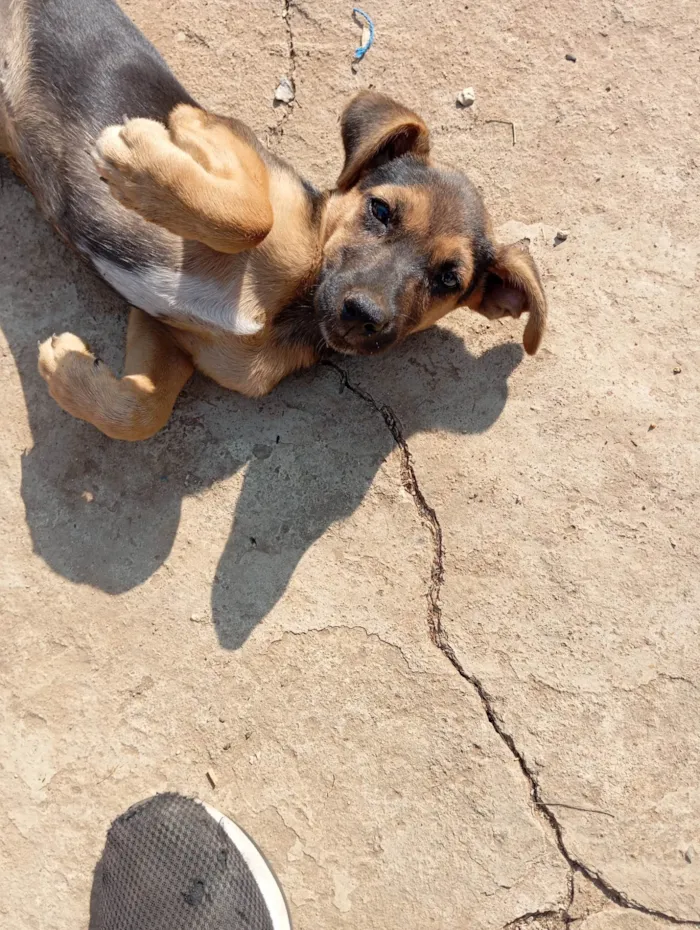 Cachorro ra a SRD-ViraLata idade 2 a 6 meses nome Mel,belinha e bob